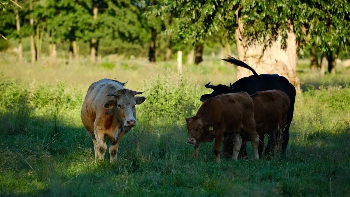 A group of cows grazing in a lush green meadow under partial sunlight, showcasing serene nature.